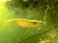 10 gelbe Zwerggarnelen Neocaridina davidii (Yellow Fire) - Rabatt Hamburg-Mitte - Hamburg St. Pauli Vorschau