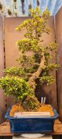 Bonsai Japanische Azaleen ( Asahi-no-Izunu / Geisha ) 40€ - 700€ Hessen - Langgöns Vorschau