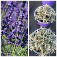 SONDERPREIS !!! Lavendel Angustifolia ,, Hidcote Blue " Duftend Nordrhein-Westfalen - Grefrath Vorschau