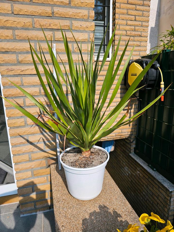 Dracaena Draco Kanarischer Drachenbaum 80cm in Bochum