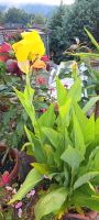 Indisches Blumenrohr - Canna Plüderhausen - Walkersbach Vorschau