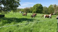 Offenstall + Paddockbox + Reitplatz Nordrhein-Westfalen - Oerlinghausen Vorschau