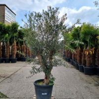 Olivenbaum Olea Europaea (Nr.30) 51cm Stammu. Verzweigt +/-220cm Nordrhein-Westfalen - Oberhausen Vorschau