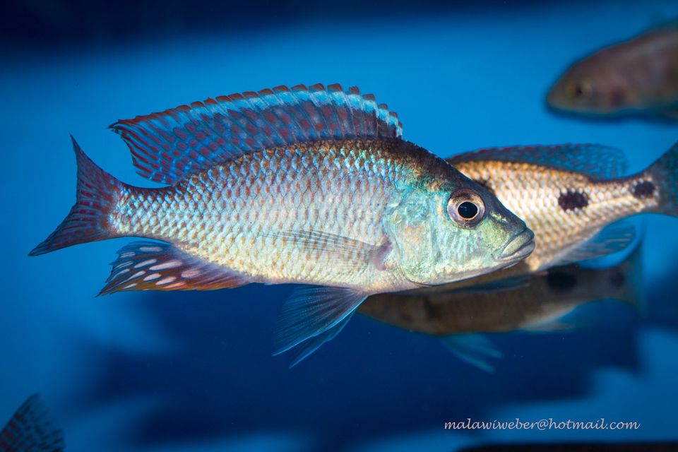 Zuchtgruppe Otopharynx tetrastigma, Malawi Buntbarsch in Taura