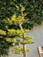 Bonsai korea tanne Bayern - Vierkirchen Vorschau