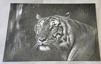 Tiger mit blauen Augen | Fotoleinwand / Wandbild Nordrhein-Westfalen - Hille Vorschau