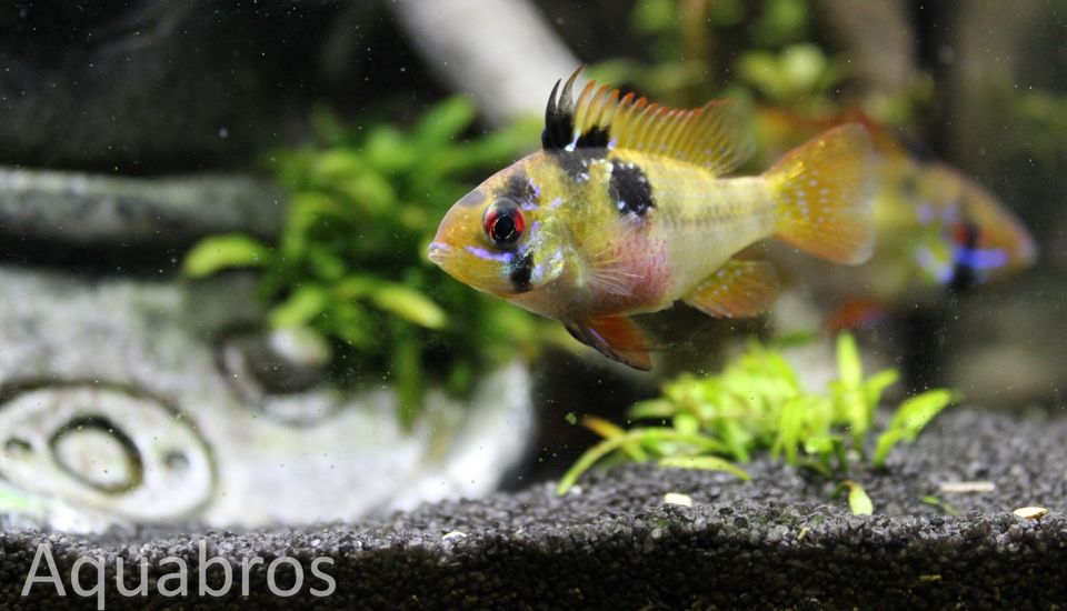 Schmetterlingsbuntbarsche (Mikrogeophagus ramirezi) in Dortmund