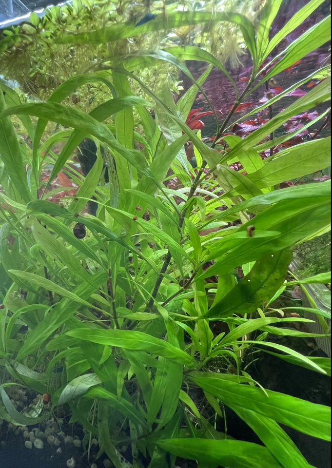 Großer Wasserfreund - Hygrophila corymbosa (Aquarienpflanze) in Rüthen