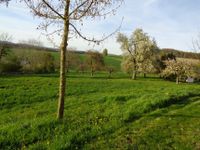 Weide mit obstbäumen Baden-Württemberg - Allmendingen Vorschau