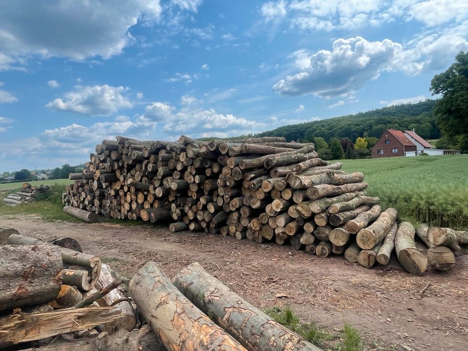 Brennholz Buche frisch Ofenfertig gespalten ✅ in Minden