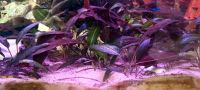 Cryptocoryne - Wasserkelch - Aquariumpflanze Sachsen - Ebersbach/Sachsen Vorschau