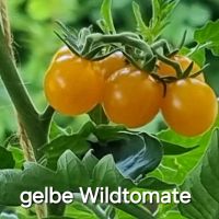 Wildtomate gelb Tomate Tomatenpflanze Cocktailtomate Jungpflanze Hessen - Wiesbaden Vorschau