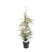 Tsuga heterophylla Westamerikanische Hemlocktanne 70cm winterhart Nordrhein-Westfalen - Nordkirchen Vorschau