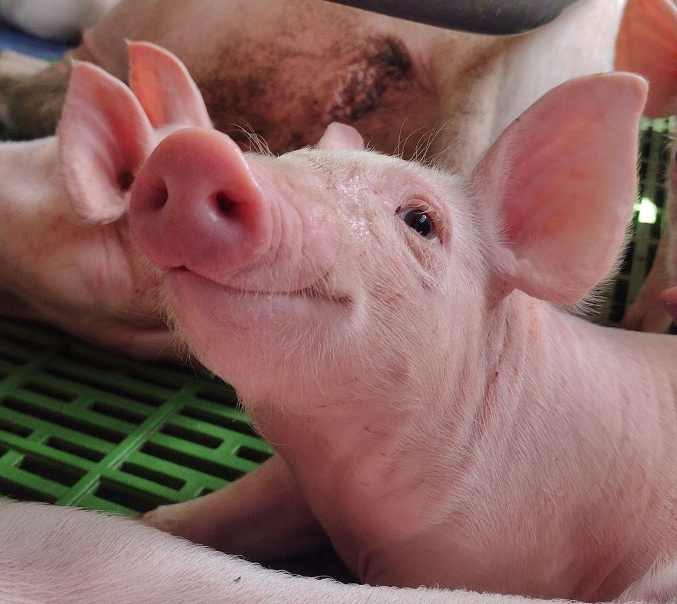 Helfer Tierwirt Tierpfleger Landwirt Ferkelaufzucht Gutes Gehalt in Klanxbüll