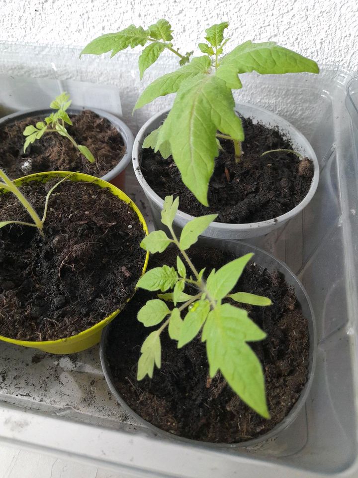 Bio Tomaten und paprika Pflanzen verschiedene Sorten und großen in Landsberg (Lech)