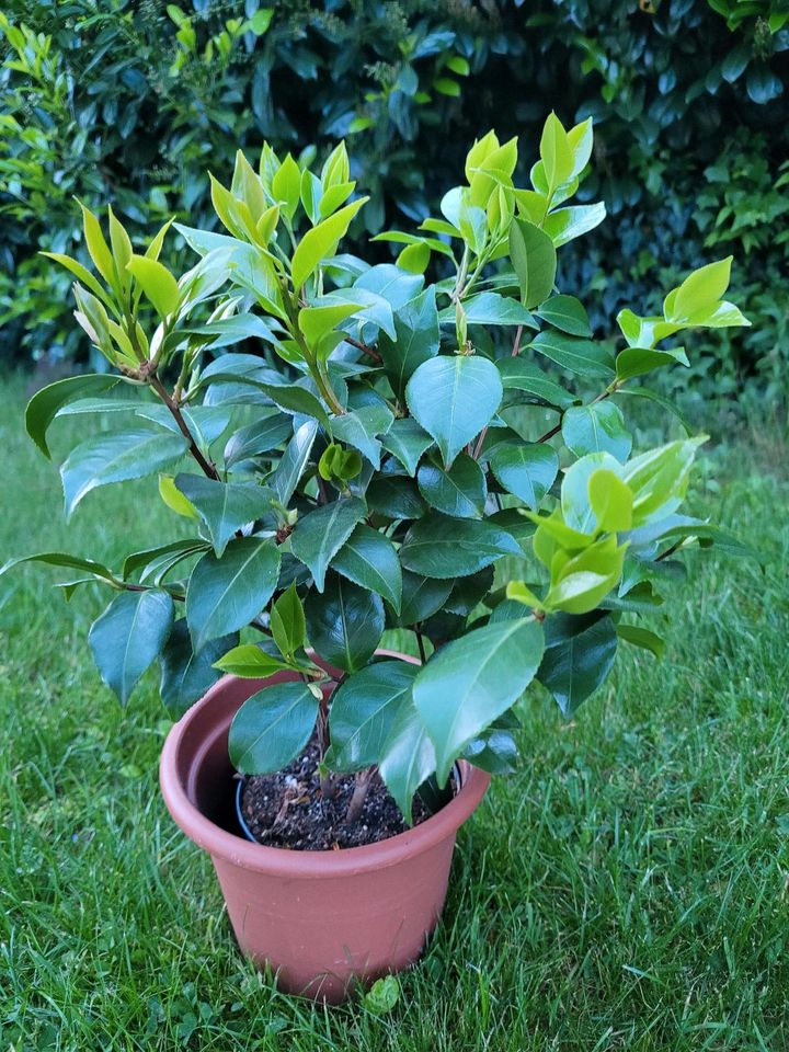 Camelia Pflanze Kamelie Garten Balkonpflanze in München