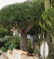 Dracaena Draco Palmen zu verkaufen Bayern - Eichendorf Vorschau