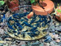 Blue Dream Garnelen (Neocaridina) – Blaue Zwerggarnelen Baden-Württemberg - Ofterdingen Vorschau