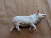 Schleich Schwein Dresden - Neustadt Vorschau