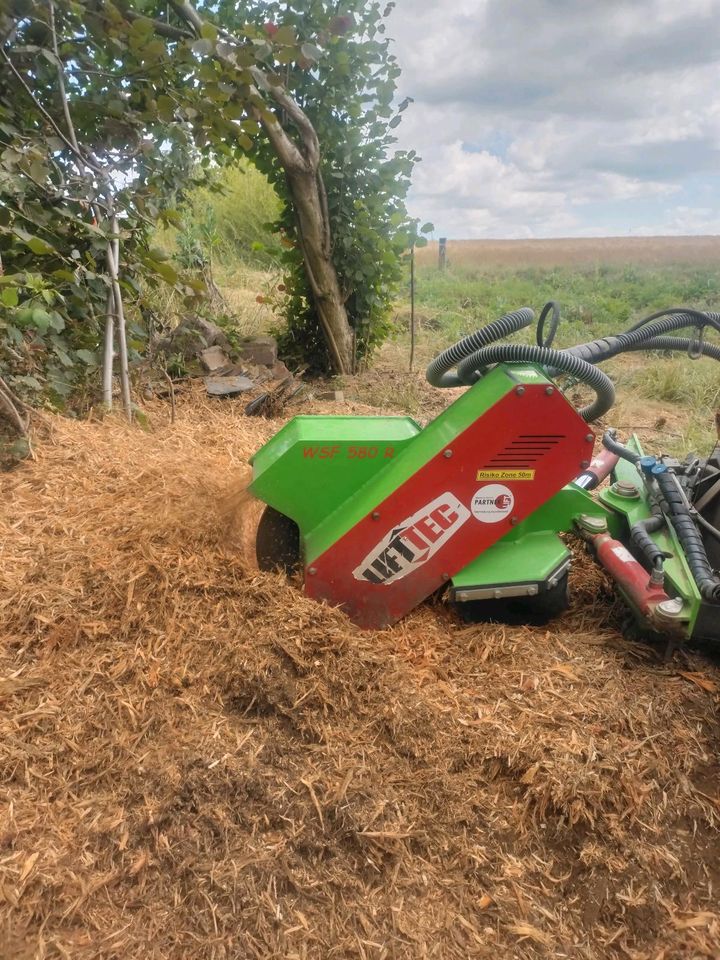 Wurzelfräsen - Stubbenfräsen- Baumstumpfentfernung - in Wittgensdorf