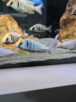 Malawi Barsche Placidochromis electra Likoma Hessen - Dreieich Vorschau
