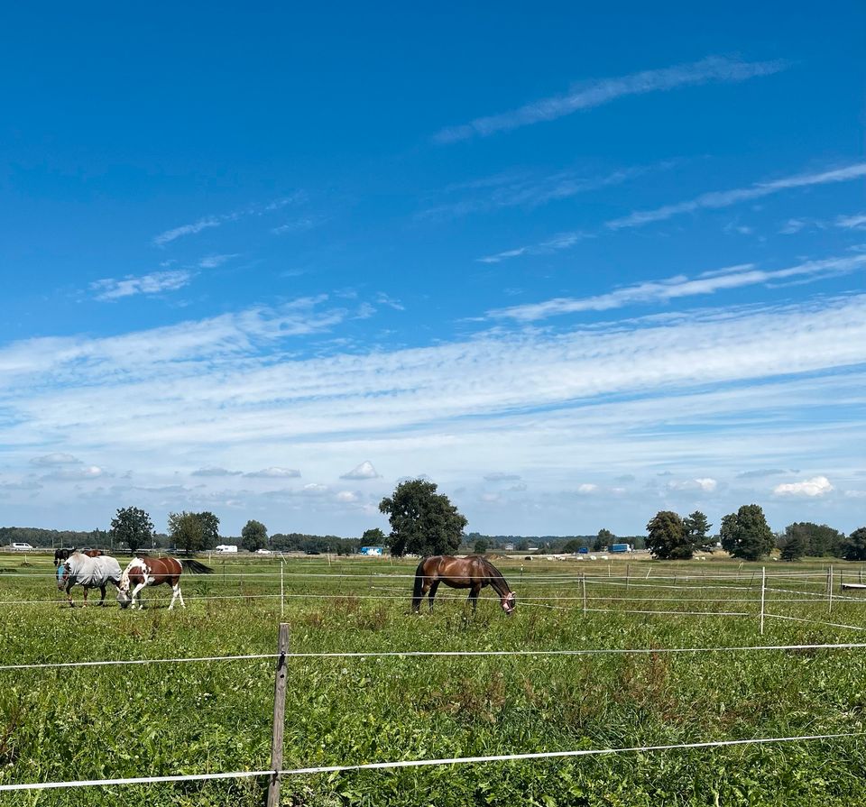 Pferdebox / Einstellplatz / Stute / Wallach / Rentner / Pony in Bernau am Chiemsee