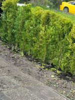Buxus Heckenpflanzen 160cm, 180cm Niedersachsen - Moormerland Vorschau