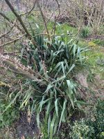 Palmlilien zu verschenken Niedersachsen - Bad Gandersheim Vorschau