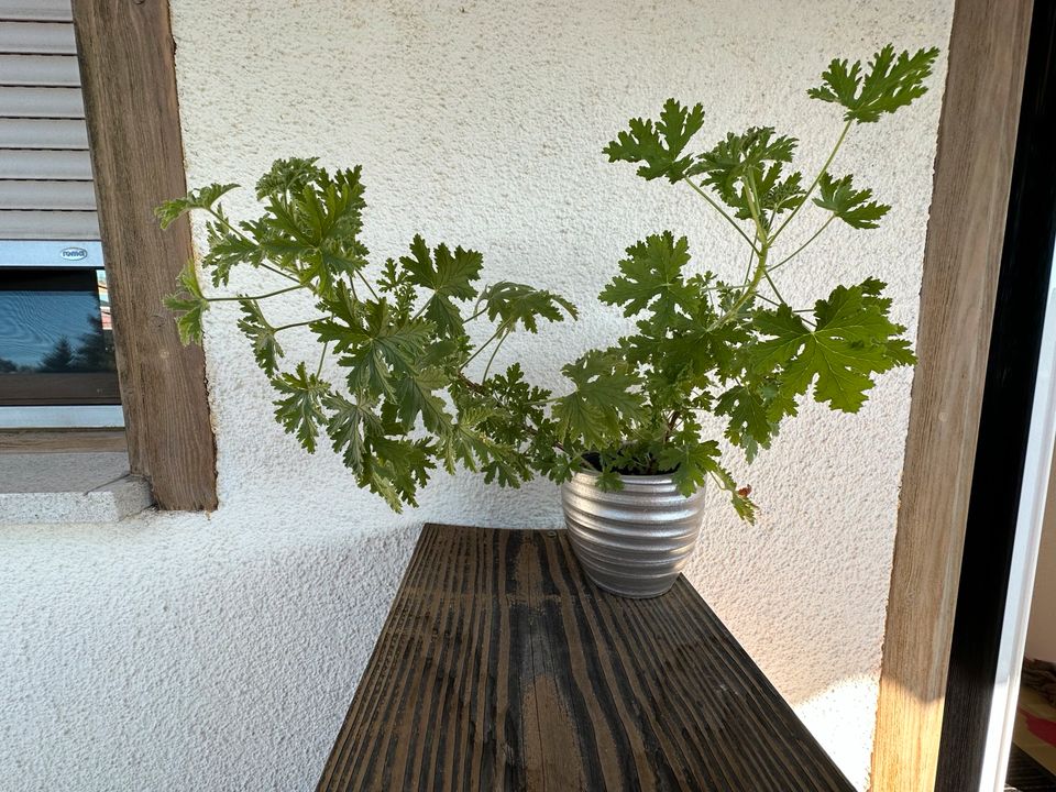 Duftgeranie Ableger (pelargonium graveolens) in Hohentengen