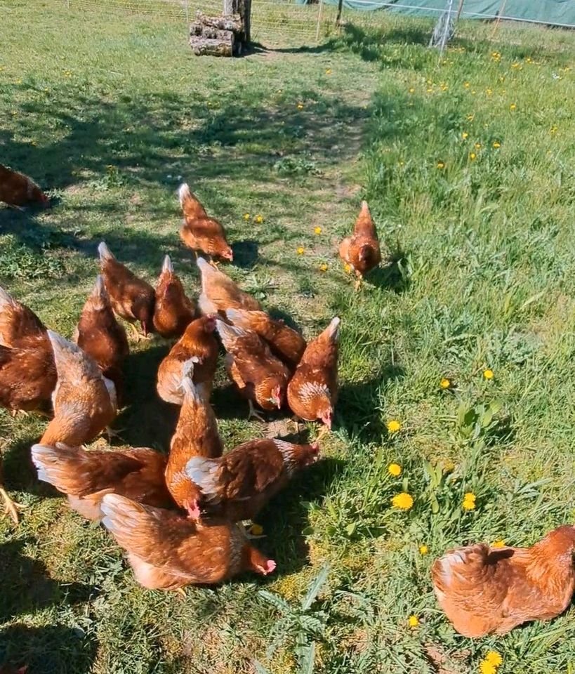 Frische Eier von glücklichen Hühner in Abstatt