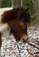 Knotenhalfter Shetty Sachsen - Grünhain-Beierfeld  Vorschau