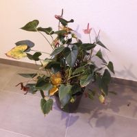 Zimmerpflanze zu verschenken Baden-Württemberg - Pforzheim Vorschau
