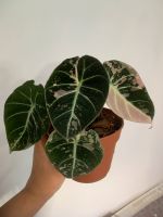 Alocasia black velvet pink variegata Hessen - Hessisch Lichtenau Vorschau