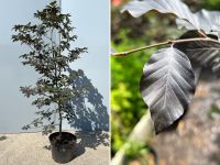 Blutbuche (Fagus sylvatica f. purpurea) | Bayernhecke, Bayern - Weißenburg in Bayern Vorschau