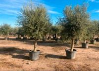 Olivenbaum (Olea europaea) Hessen - Mühlheim am Main Vorschau