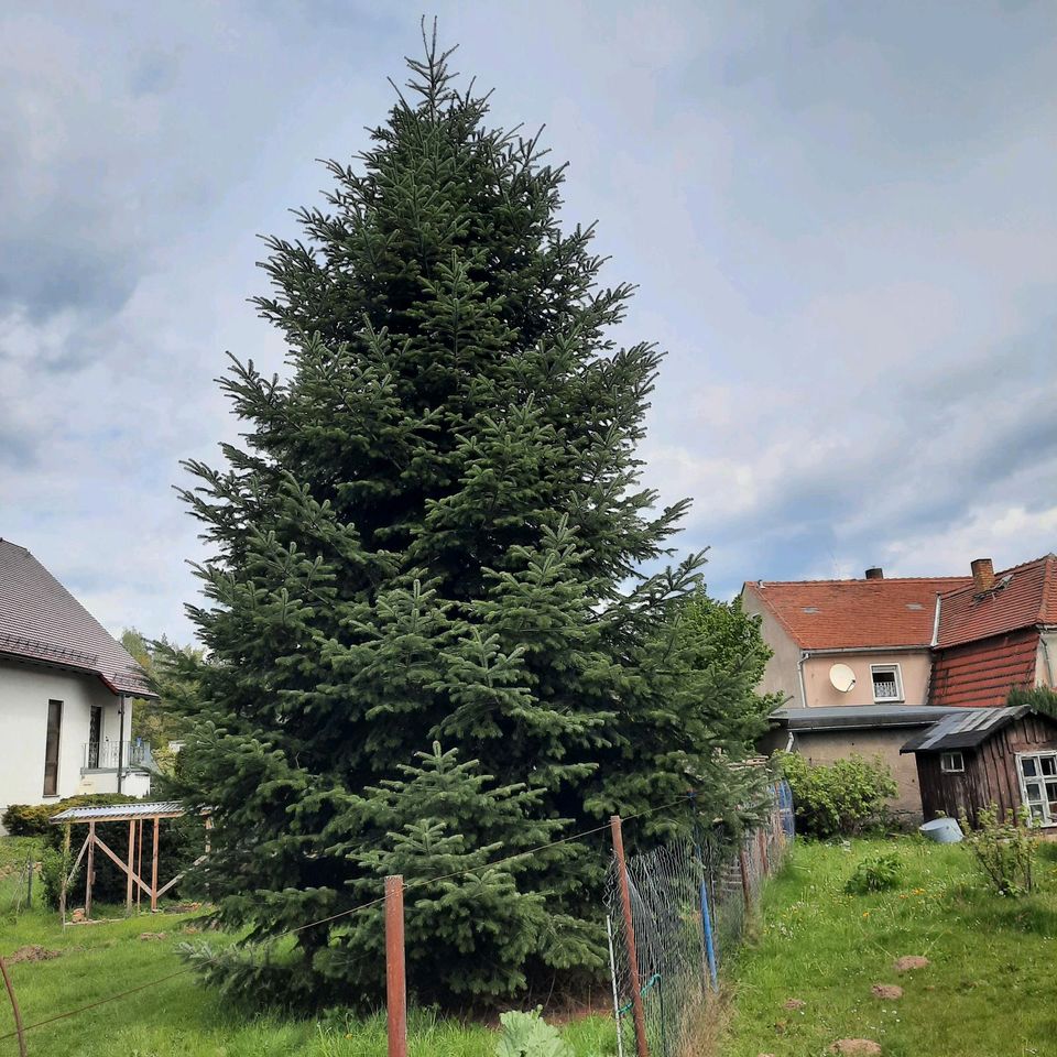 Weihnachtsbaum/ ....markt in Haselbachtal