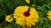 100 Ringelblumen-Samen Calendula Officinalis, Ringelblumensamen Bayern - Erdweg Vorschau