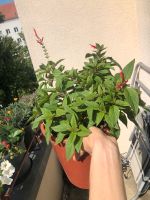 großer Ananas Salbei Kräuter Top Form Pflanze Balkon Friedrichshain-Kreuzberg - Friedrichshain Vorschau