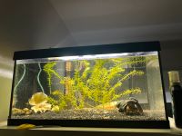 Aquarium Becken - 54 Liter Nordrhein-Westfalen - Kalletal Vorschau