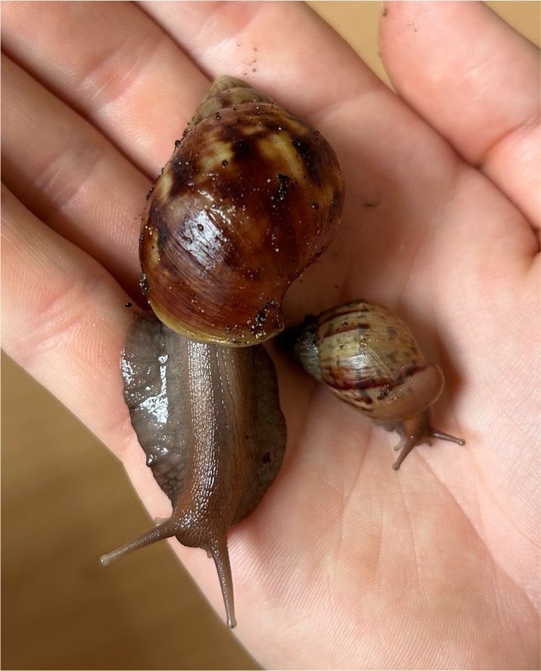 Achatschnecken Achatina Fulica Wild in Illerkirchberg