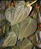 Philodendron " micans " Efeutute pothos philodendron scindapsus Bayern - Osterhofen Vorschau