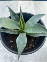 Agave Pflanze Niedersachsen - Cappeln (Oldenburg) Vorschau