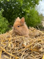 Hasenbaby/Zwerghase/Zwergkaninchen Sachsen - Mylau Vorschau