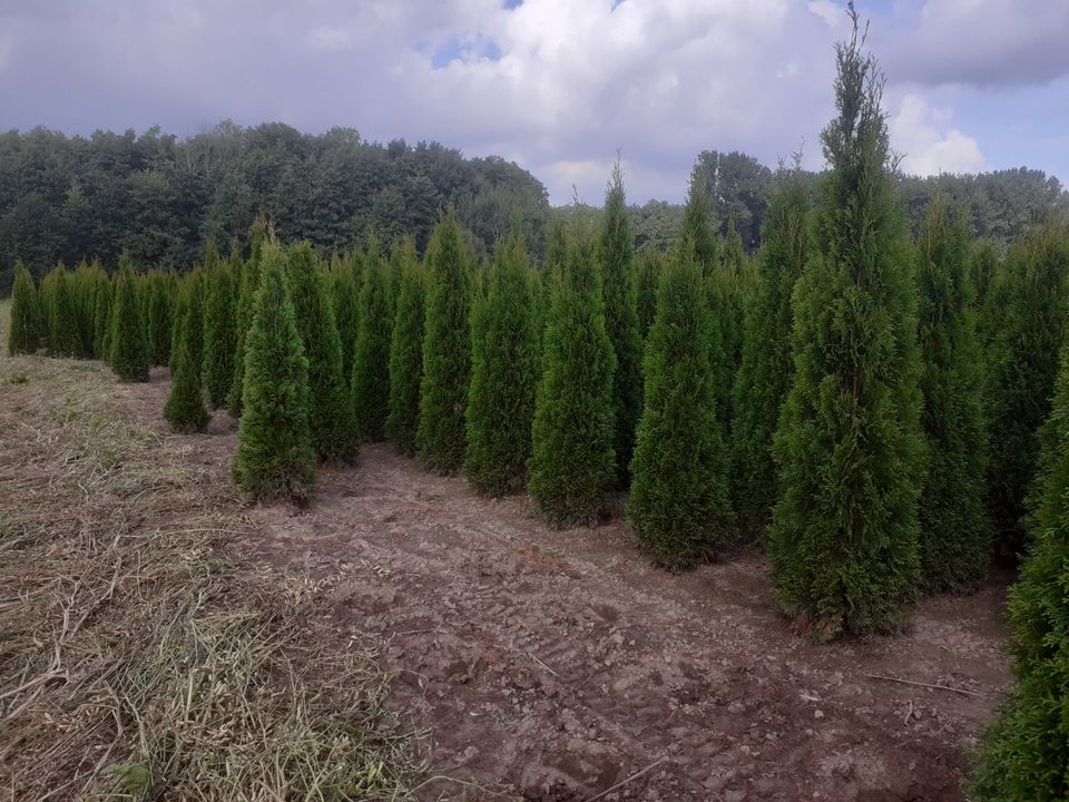 Thuja Smaragd 100-250cm, RABATTE, Anlieferung, Pflanzberatung in Norderstedt