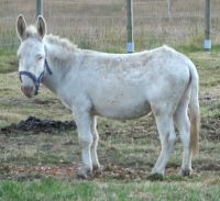 Barockesel, Hengst, Weiß Bayern - Bischofsmais Vorschau