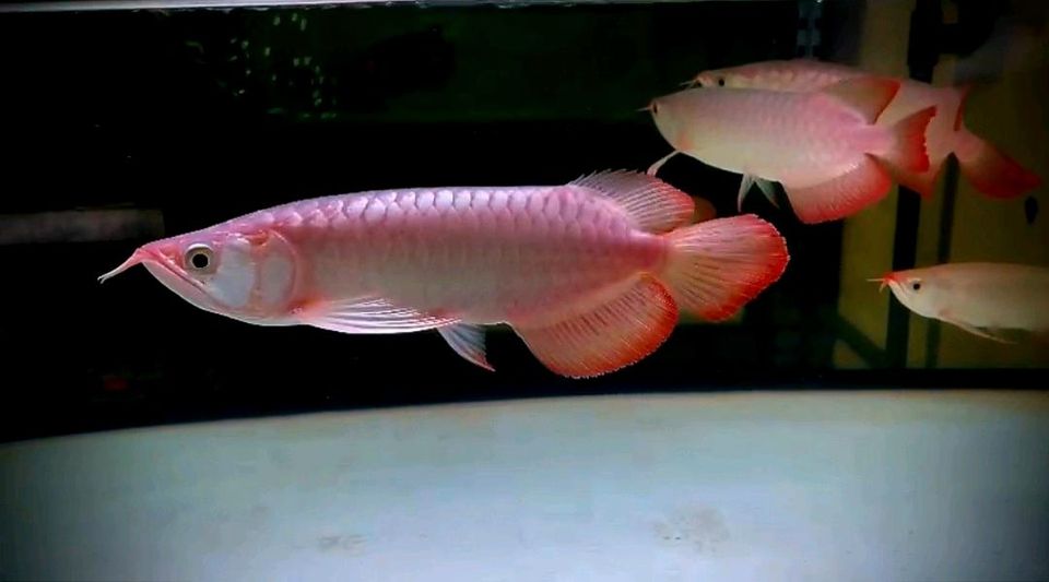 Indonesischer Arowana "SUPER RED" in Hoppegarten