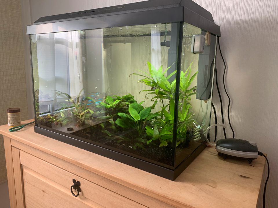 Aquarium 70l + Aufzuchtbecken / Nano Aquarium 34l in Eisenach