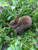 Älteres Kaninchen Weibchen 5 Jahre alt Zwergkaninchen Häsin Nordrhein-Westfalen - Warendorf Vorschau
