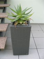 Aloe Vera Pflanzgefäß Anthrazit Polyrattan Sachsen-Anhalt - Petersberg (Saalekreis) Vorschau