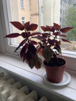 Zimmerpflanze, weinrote Blätter Berlin - Mitte Vorschau